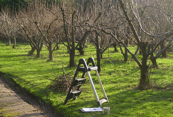 Pruning fruiting apple trees