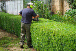 Trimming the honeysuckle hedge