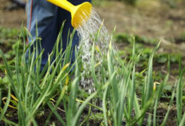 Watering the onion garden