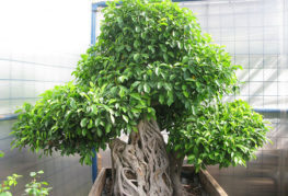 Ficus benjamin cũ