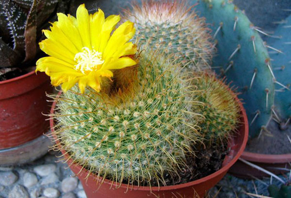 Blommande kaktus