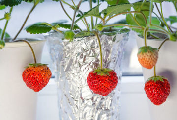 Fresas en macetas en el alféizar de la ventana