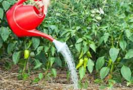 Watering the peppers