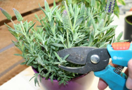 Pruning a lavender bush in a pot
