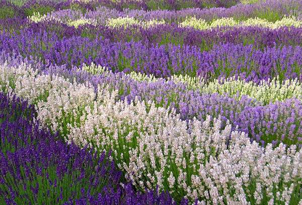 Different types of lavender