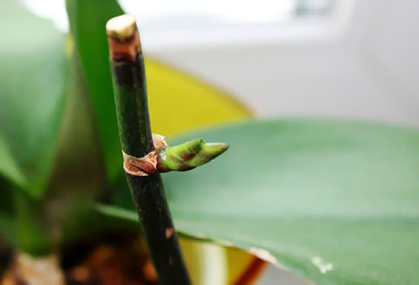 Orchid flower bud