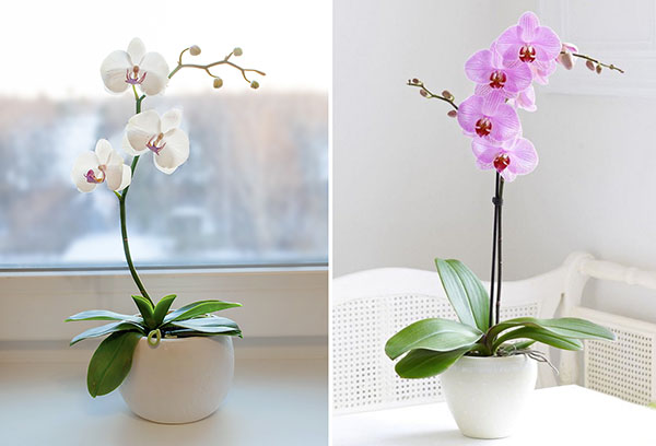 Två typer av phalaenopsis orkidéer
