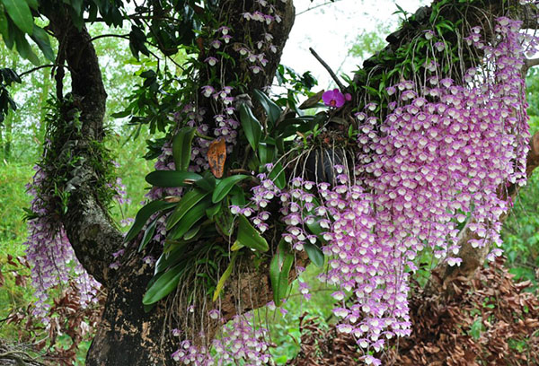 Orkidéer i naturen