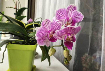 Blommande orkidé på fönsterbrädan