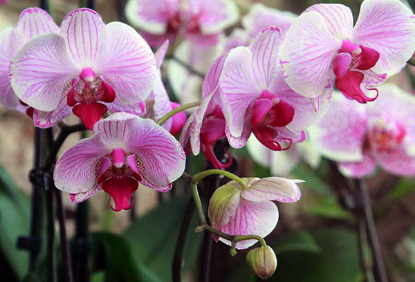 Den frodiga blomningen av phalaenopsis-orkidén