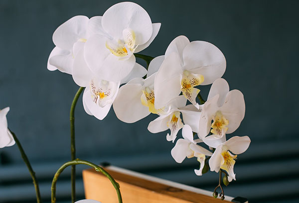 Phalaenopsis orchid vita blommor