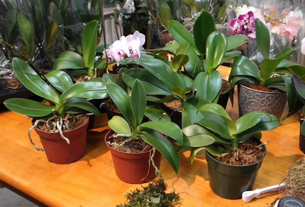 Phalaenopsis orkidéer i krukor