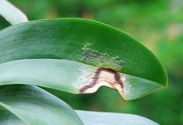 Skadat orkidéblad
