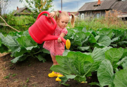 Girl watering cabbage