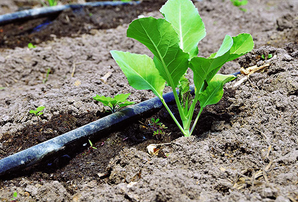 Drip irrigation of cabbage