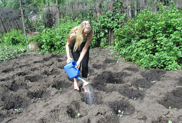 Girl watering cabbage planted in the garden