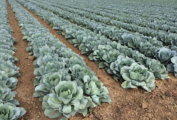 Cabbage beds