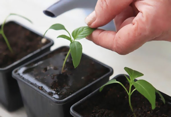 Watering pepper seedlings