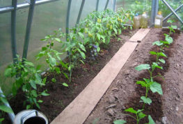 Peppar i växthuset efter vattning