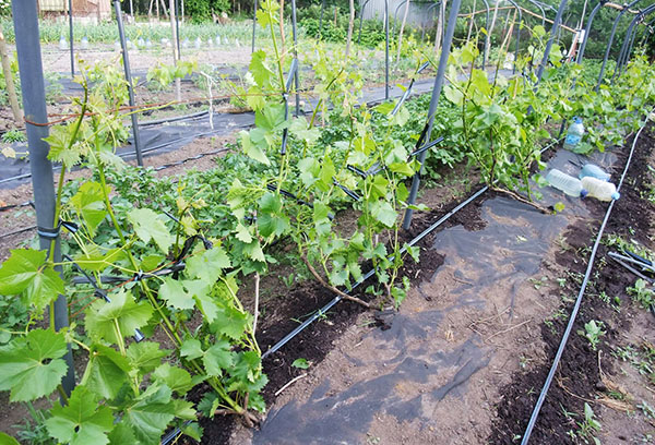 Vineyard drip irrigation