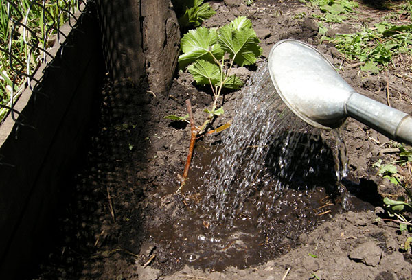 Watering a young grape seedling