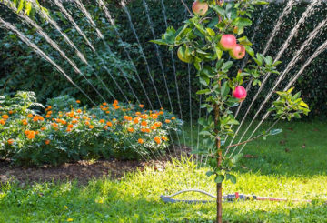 Een jonge appelboom water geven met besprenkeling