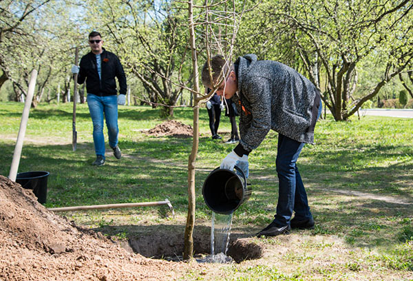 Een jonge appelboom water geven bij het planten