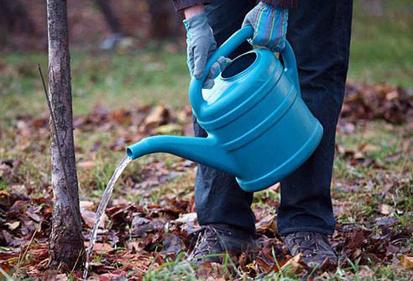 De fruitboom water geven