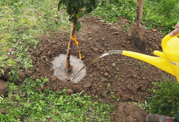 Een jonge appelboom water geven