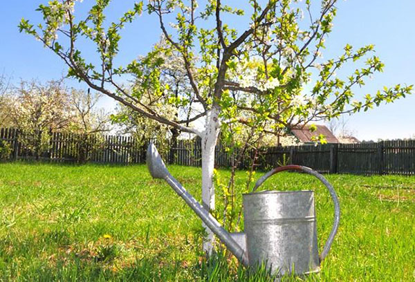 Jonge appelboom en gieter