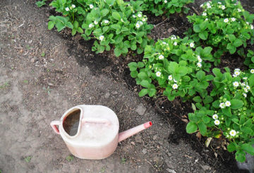 Aardbeien water geven tijdens de bloei