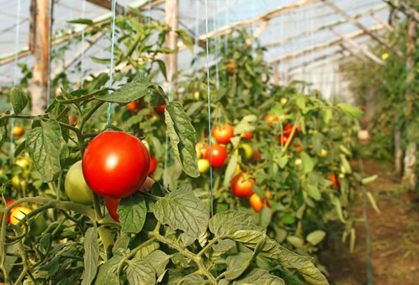 Mogna tomater i ett växthus