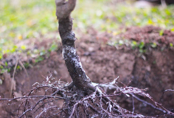 Planting cherries with an open root system