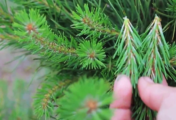 Pruning spruce shoots