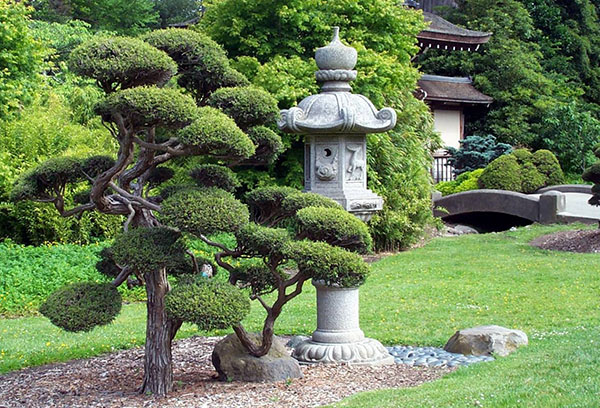 Mountain pine in niwaki style