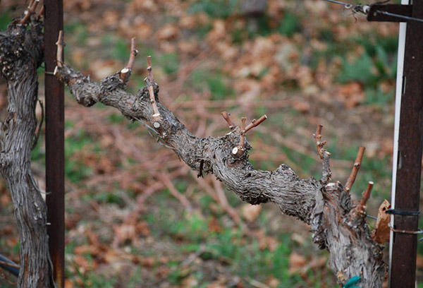 Old vine after pruning