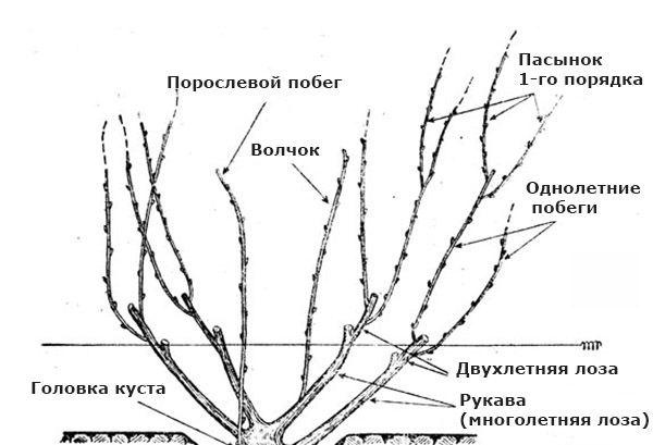 Components of a grape bush