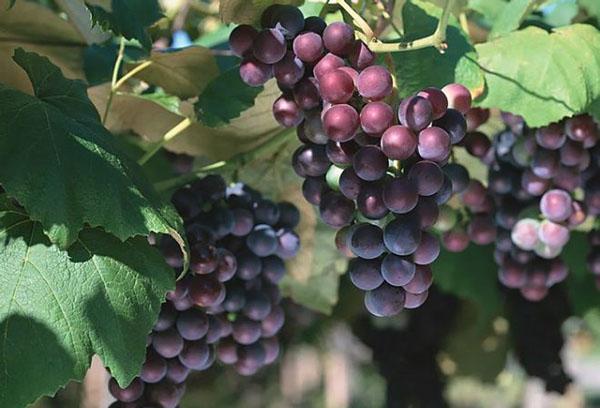 Fruiting grapes