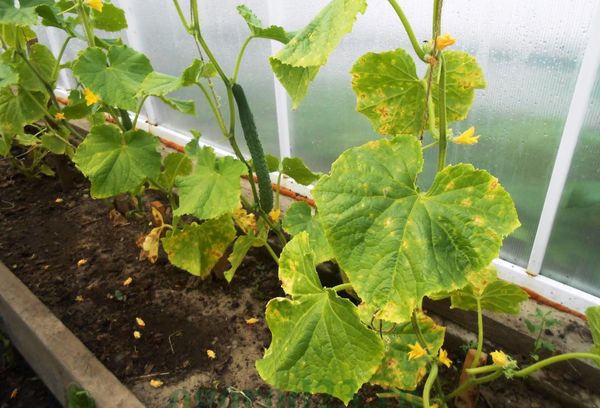 Yellowed cucumber leaves