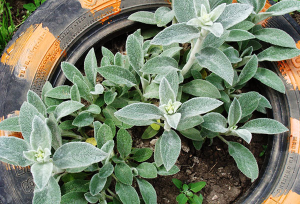 Escoria lanuda en un parterre casero