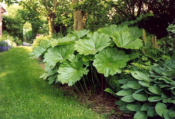 Darmer en el jardín