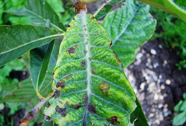 Damaged medlar leaf