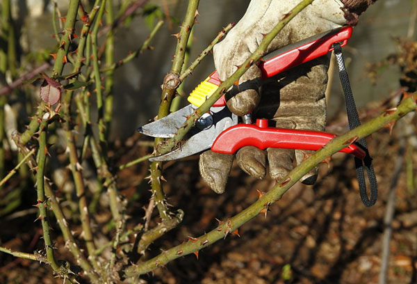Autumn pruning of roses