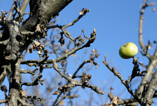 Ябълково дърво през есента
