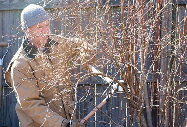Pruning berry bushes