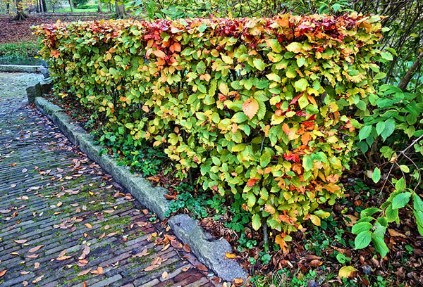 Hedge in autumn