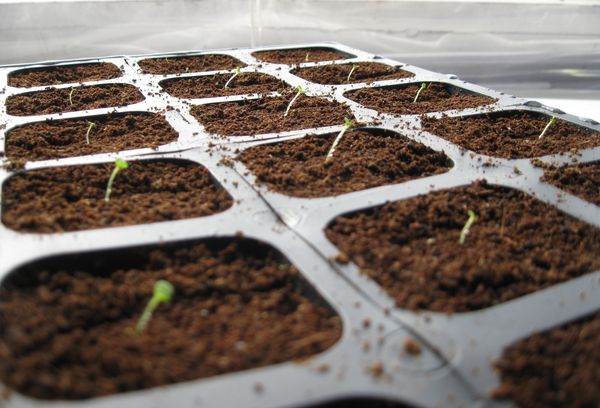 Sprouts in the ground