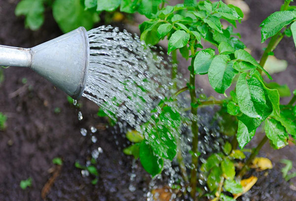 Watering a potato bush