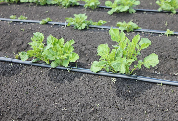 Drip irrigation system for potatoes
