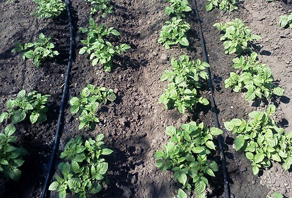 Drip irrigation of potato beds